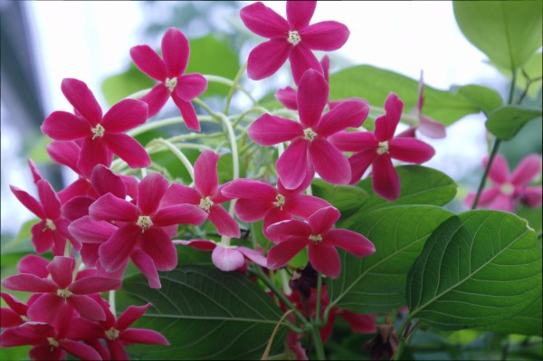 Flower Power by Wade Anderson